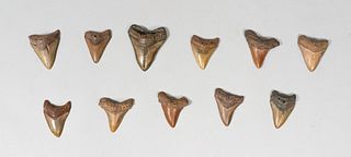 Grouping of 11 Megalodon Teeth