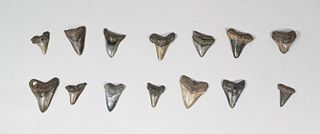 Grouping of 14 Megalodon Teeth