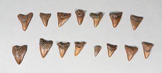 Grouping of 14 Megalodon Teeth