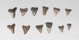 Grouping of 12 Megalodon Teeth