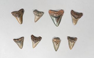 Grouping of 8 Megalodon Teeth