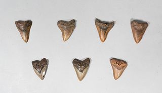 Grouping of 7 Megalodon Teeth