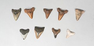 Grouping of 9 Megalodon Teeth