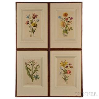 Four Hand-colored Botanical Prints:      Nicotiana