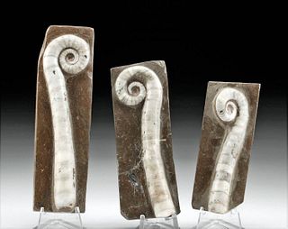3 Fossilized Lituites Cephalopod Shells in Stone Matrix