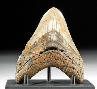 Fossilized Megalodon Tooth w/ Gray & Brown Hues