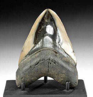 Fossilized Megalodon Tooth w/ Polished Surface