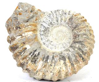 LARGE RETICULATED AMMONITE FOSSIL