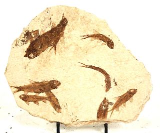 HIGH DETAIL 9 FISH FOSSIL