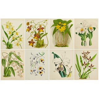 (8) Orchid lithographs in color, 19th c.