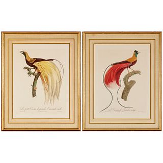 Barraband, (2) ornithological colored etchings
