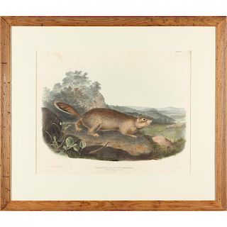 after John James Audubon (Am., 1785-1851), "Parry's Marmot Squirrel" 