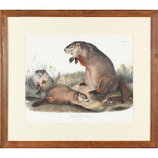 after John James Audubon (Am., 1785-1851), "Maryland, Marmot, Woodchuck, Groundhog" 
