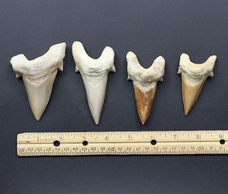 Megalodon Teeth Group 1