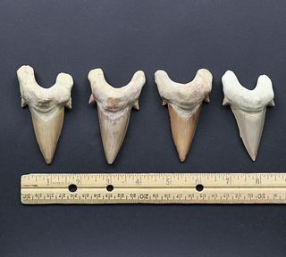 Megalodon Teeth Group 2