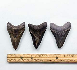 Megalodon Teeth Group 3