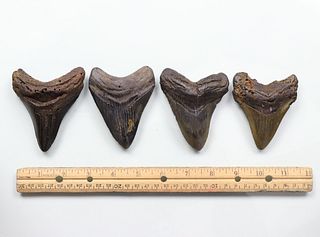 Megalodon Teeth Group 4