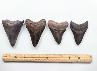 Megalodon Teeth Group 5