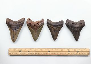 Megalodon Teeth Group 6