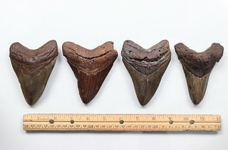 Megalodon Teeth Group 7