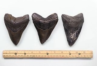 Megalodon Teeth Group 8