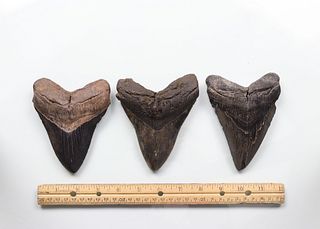 Megalodon Teeth Group 10