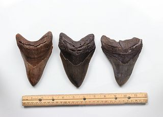 Megalodon Teeth Group 11