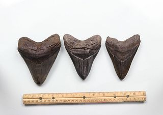 Megalodon Teeth Group 12