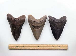 Megalodon Teeth Group 13