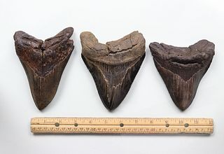 Megalodon Teeth Group 15