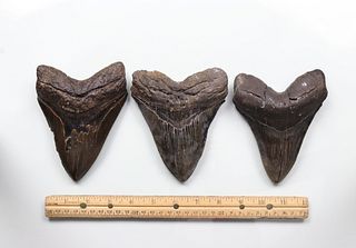 Megalodon Teeth Group 16