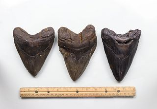 Megalodon Teeth Group 17