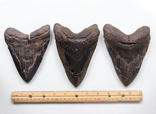 Megalodon Teeth Group 18