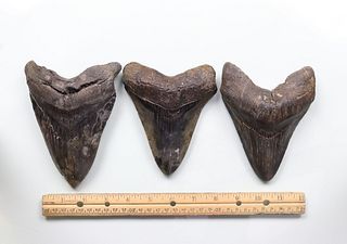 Megalodon Teeth Group 19