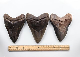 Megalodon Teeth Group 20