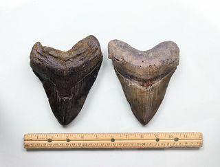 Megalodon Teeth Group 22