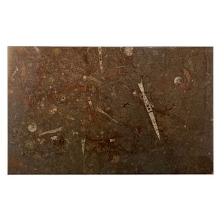 Polished Stone Slab with Devonian Era Fossils