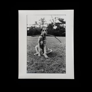 Elliott Erwitt Signed Irish Wolfhound Photograph