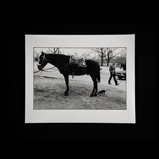 Elliott Erwitt Signed New York Horse Photograph