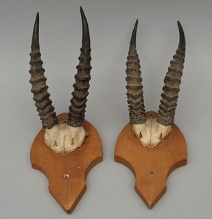 Two Pairs of Antelope Horns
