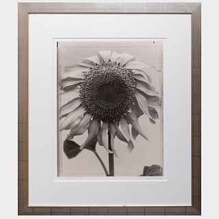 Tom Baril (b. 1952): Sunflower