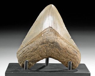 Pretty Fossilized Megalodon Tooth w/ Gray Hues