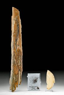 Fossilized Mammoth Ivory Tusk Fragments & Fur