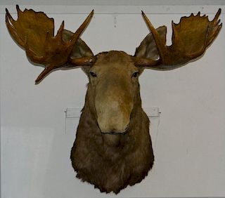 MOUNTED MOOSE HEAD( 52" AT WIDEST)