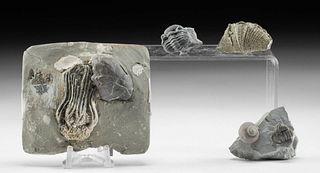 4 Sea Life Fossils: Crinoid, Trilobites, & Snails