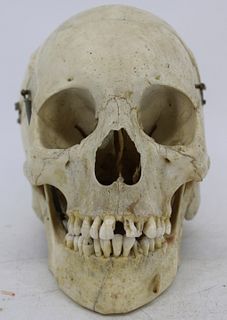 Antique Medical Human Skull.