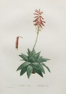 Pierre Joseph Redoute - Aloe serra