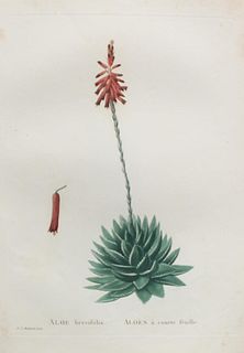 Pierre Joseph Redoute - Aloe Brevifolia
