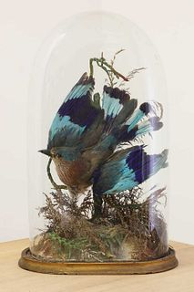 Two ornithological taxidermy dioramas,