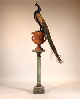 Taxidermized Peacock